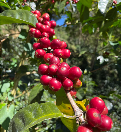 Limited Reserve Vol.1 -Panama Geisha-